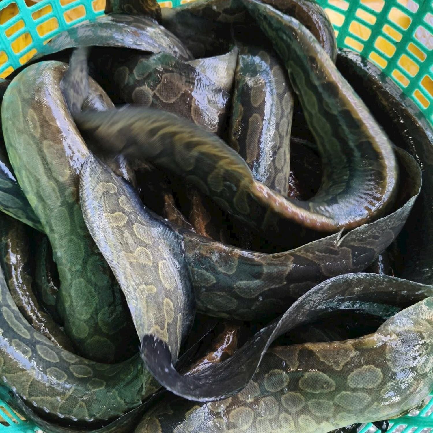 Cá chạch lấu