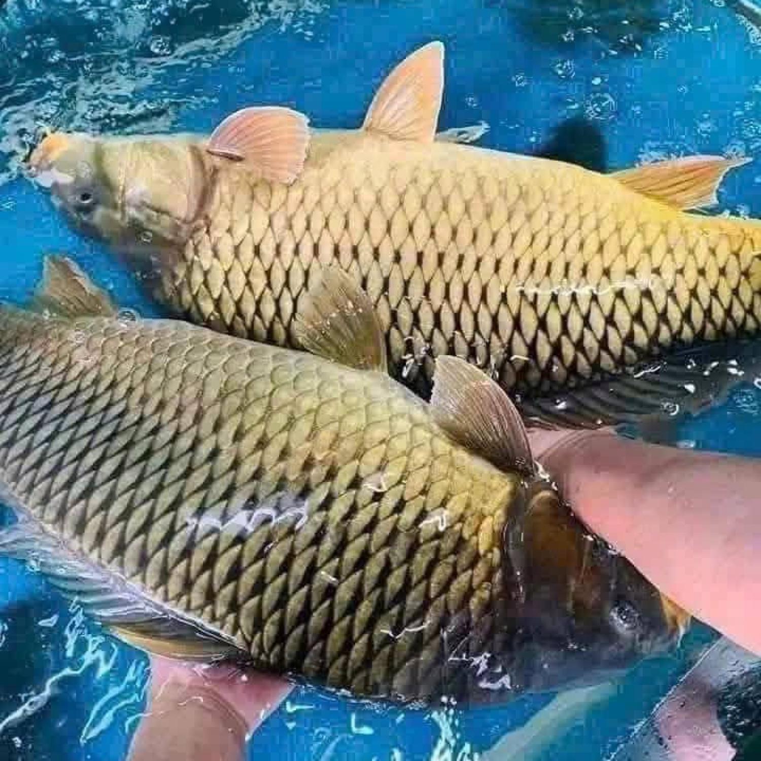 Cá chép giòn