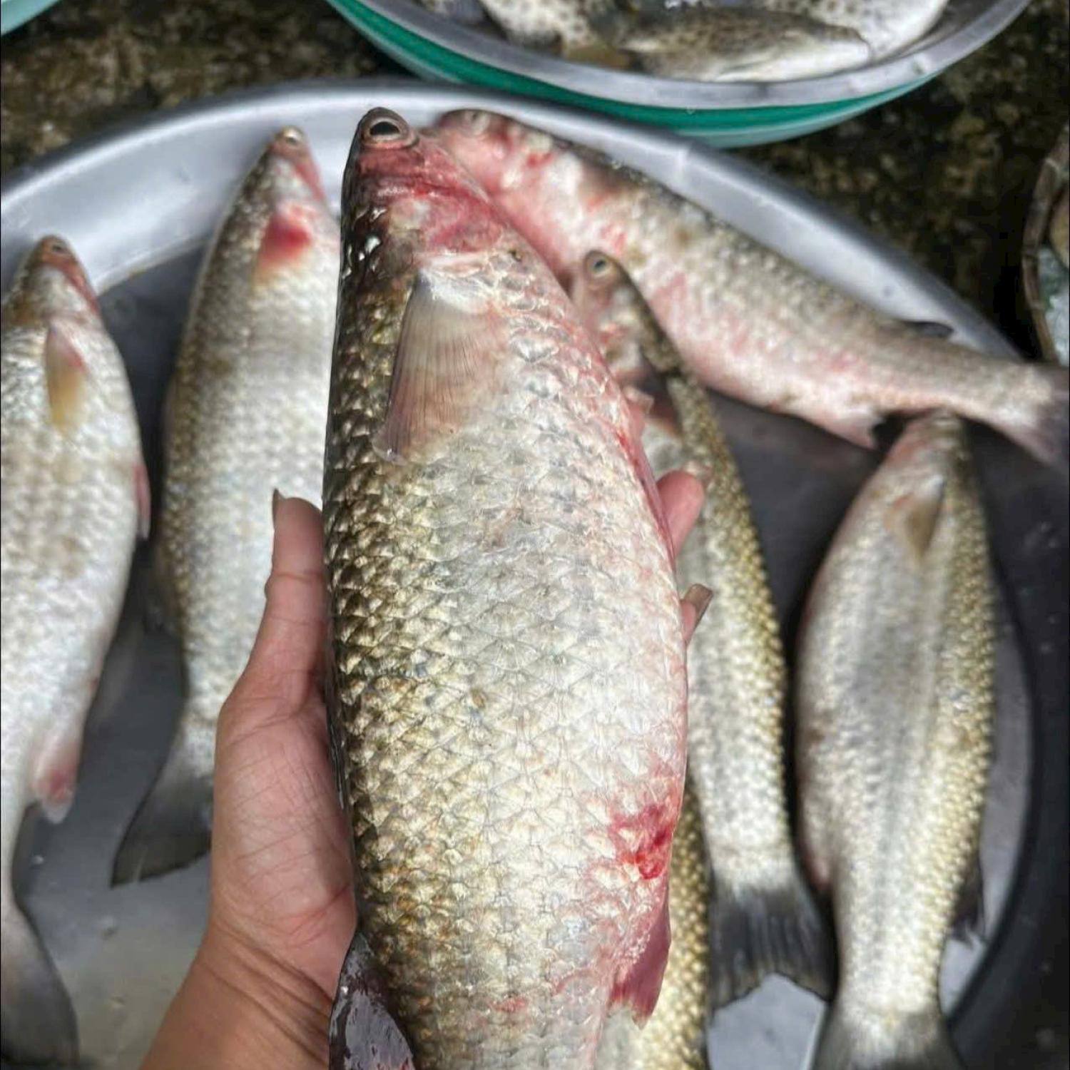 Cá đối 2-4 con/kg