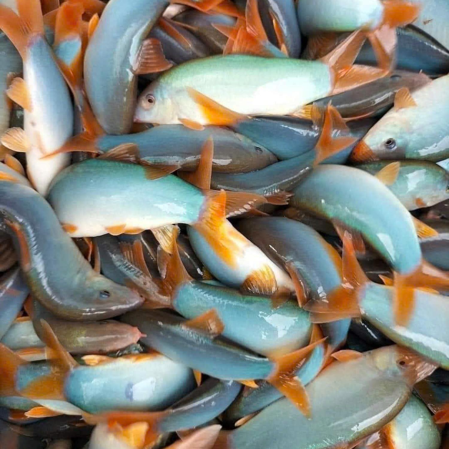 Cá heo nước ngọt