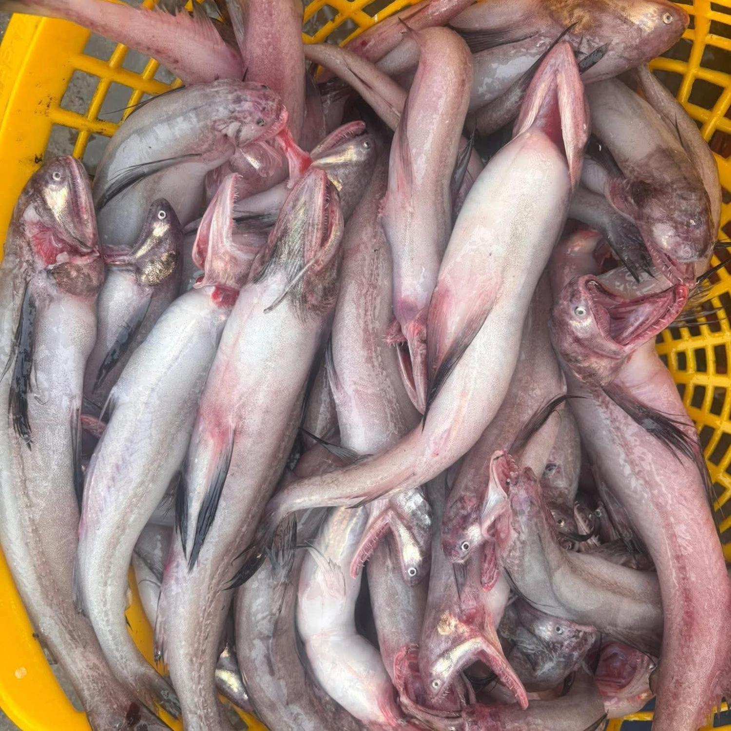 Cá khoai tươi lớn