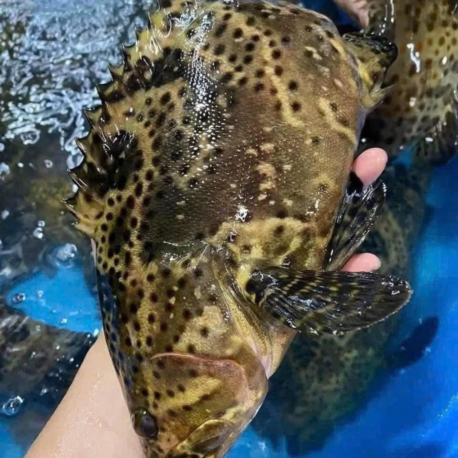 Cá mú sống