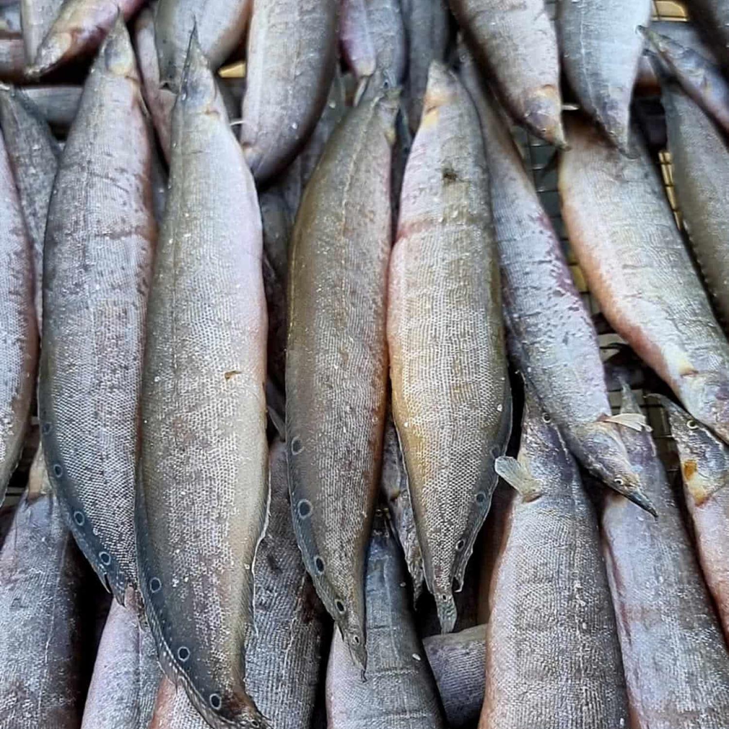 Chạch 1 nắng 20 con/kg 