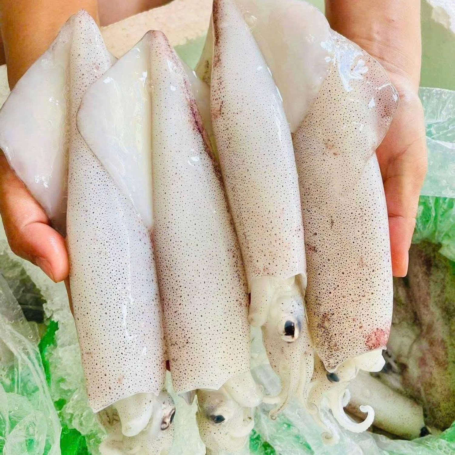 Mực ống tươi