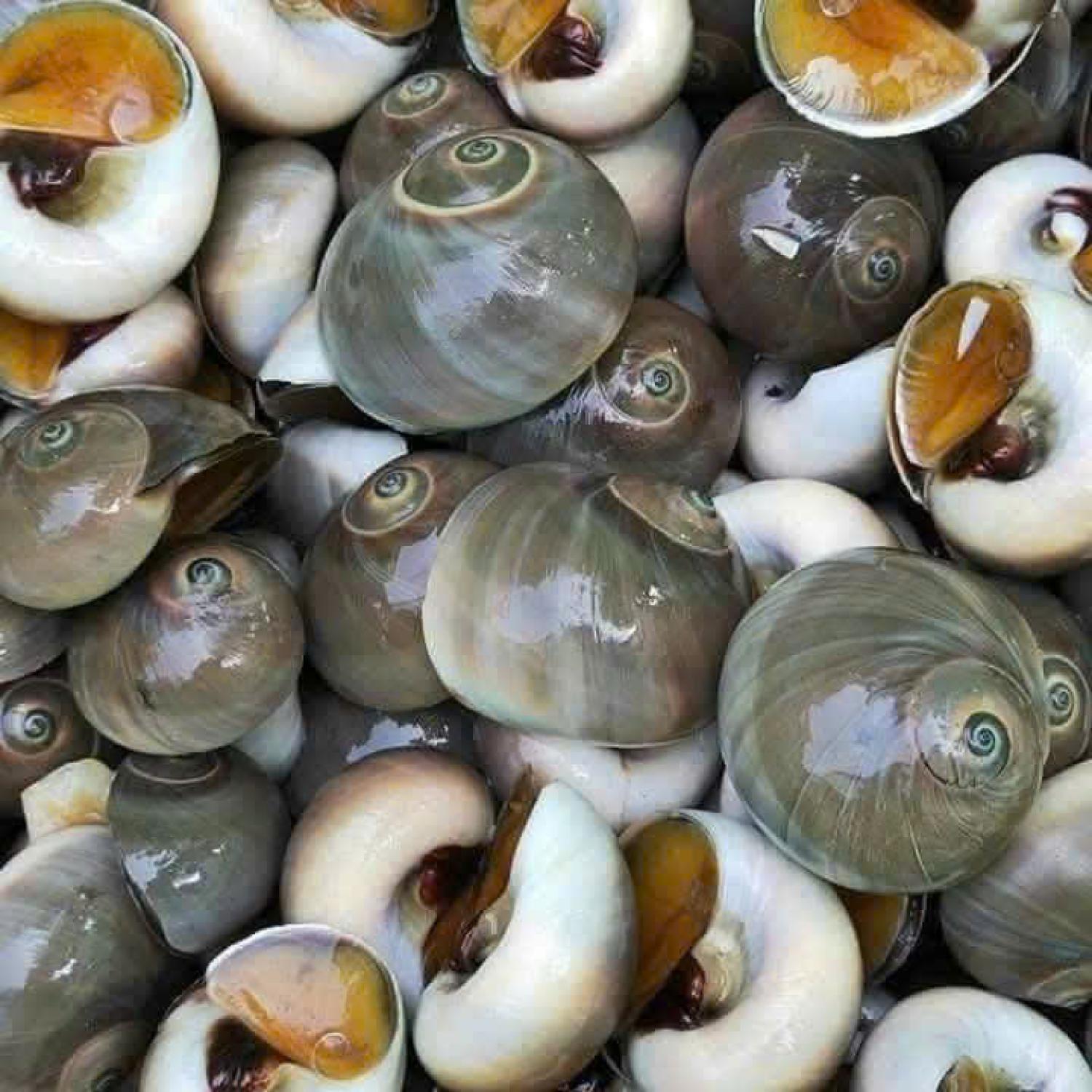 Ốc mỡ