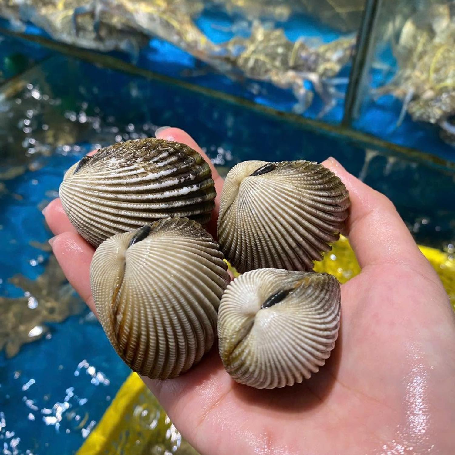 Sò dương xanh 30-40 con/kg