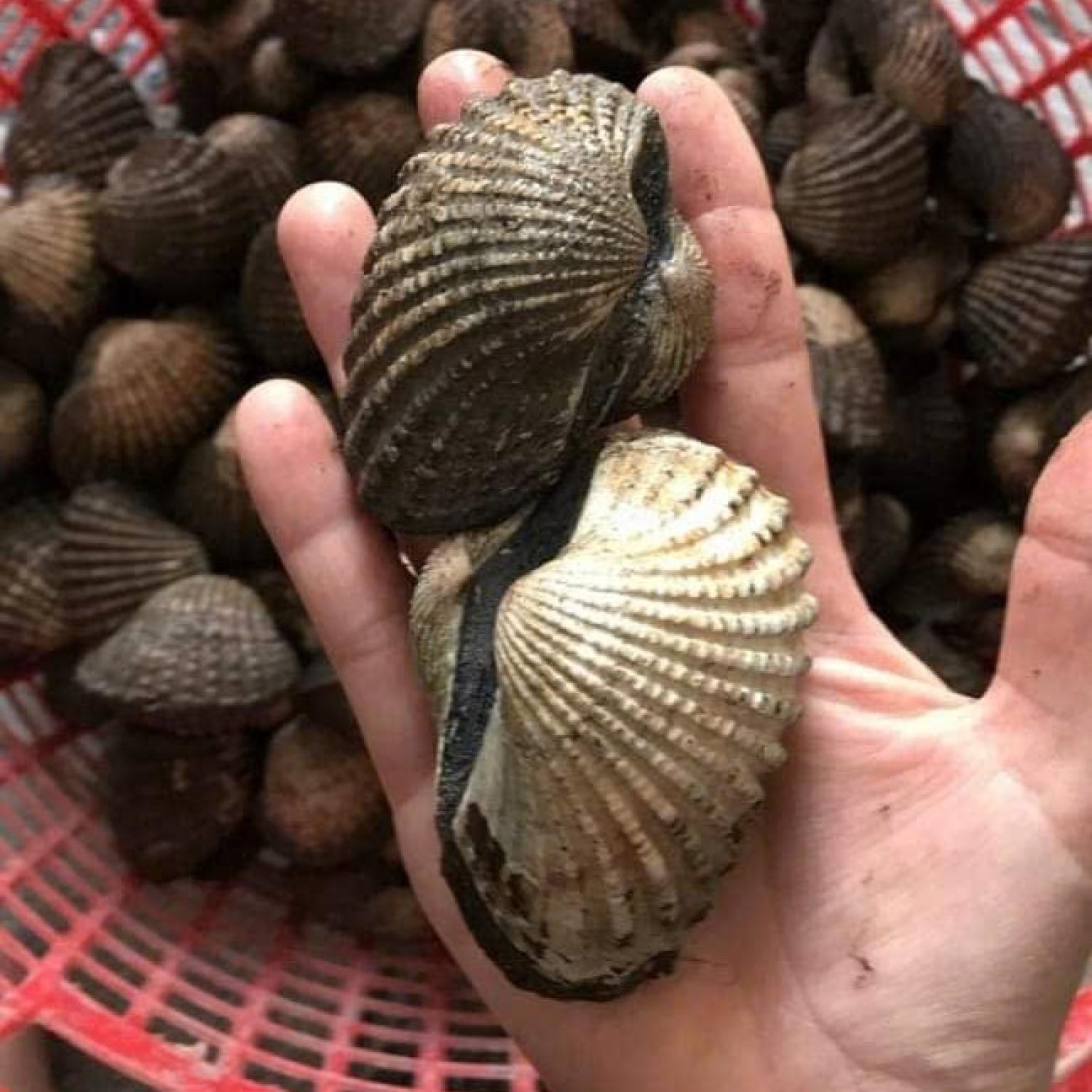 Sò huyết cồ 15-29 con/kg