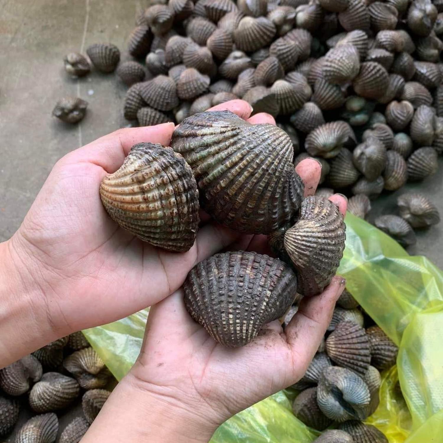 Sò huyết lớn 30-40 con/kg