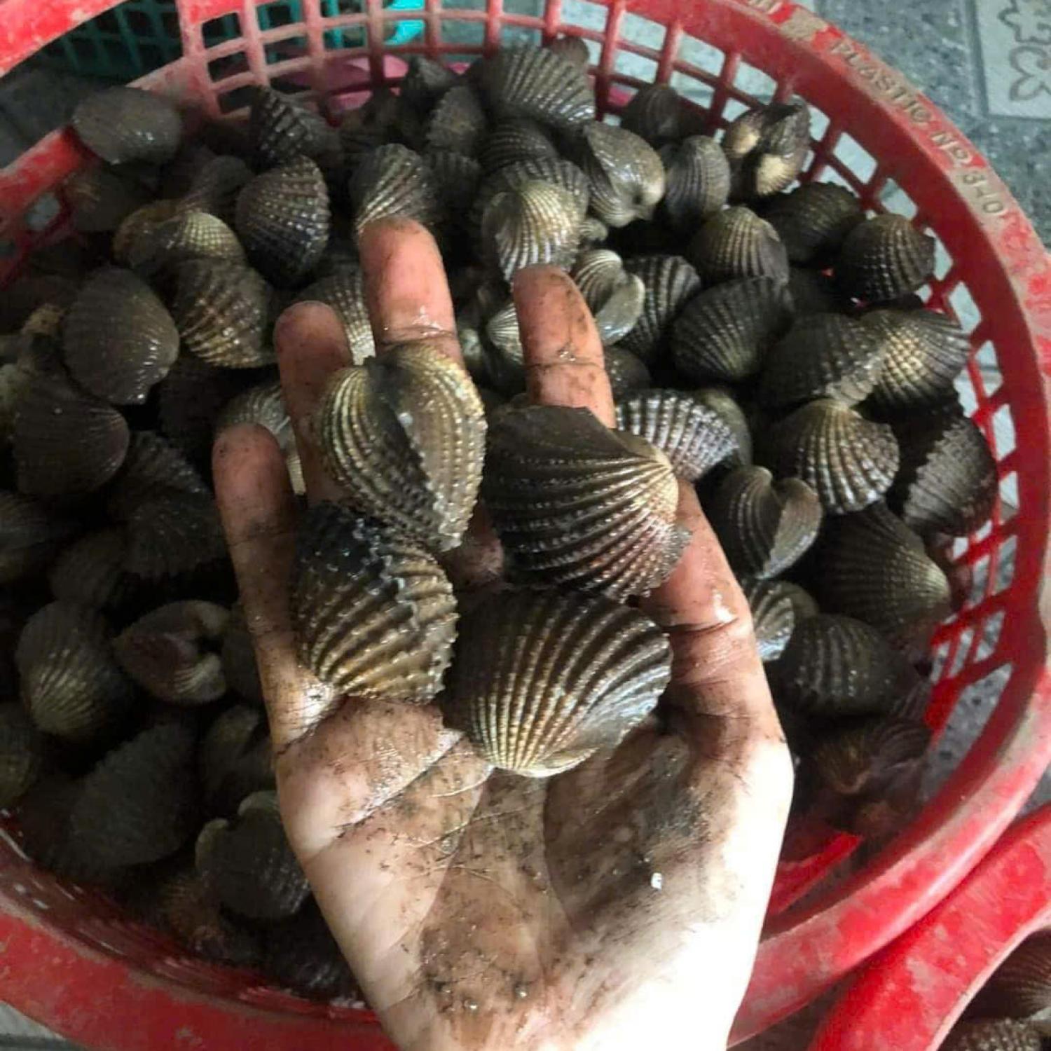 Sò huyết vừa ăn 50-65 con/kg