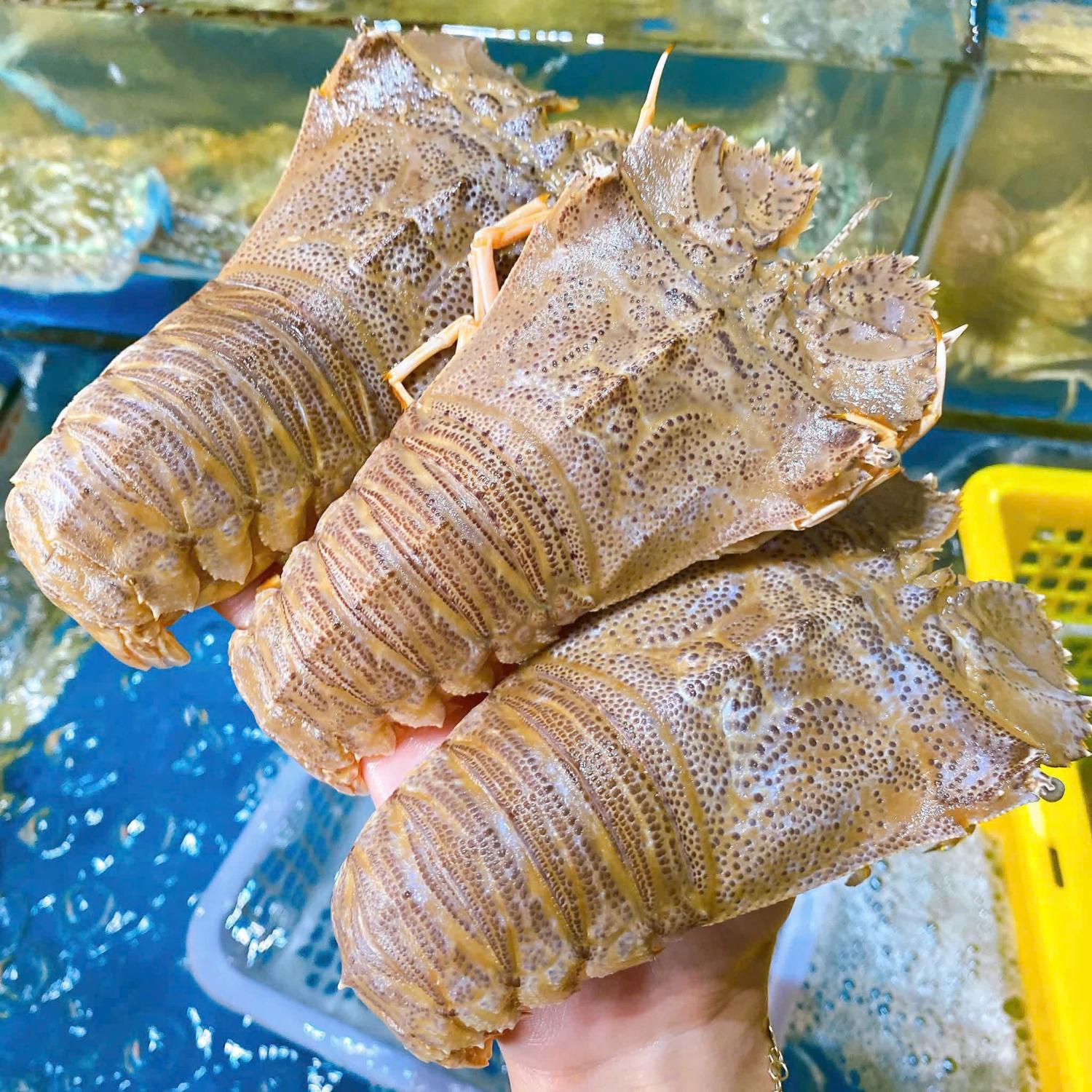 Tôm mũ ni sống
