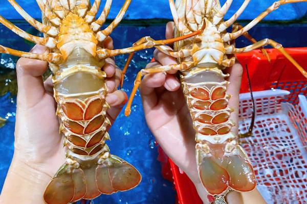 Top 10 Hải Sản Tươi Sống Được Yêu Thích Nhất Tại Cần Thơ